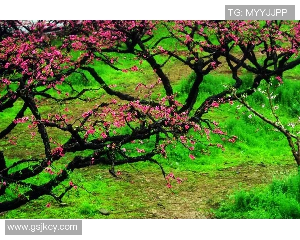 足球团扇花的魅力探秘与养护技巧分享